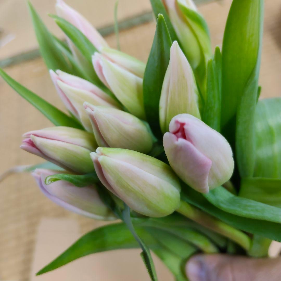 そら様おまとめ[バラ 切り花 生花]1