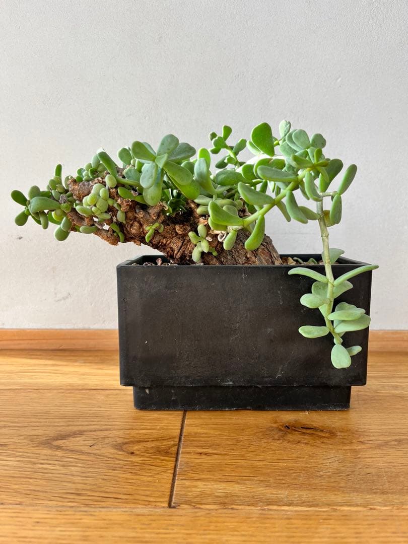 ケラリア　ピグマエア