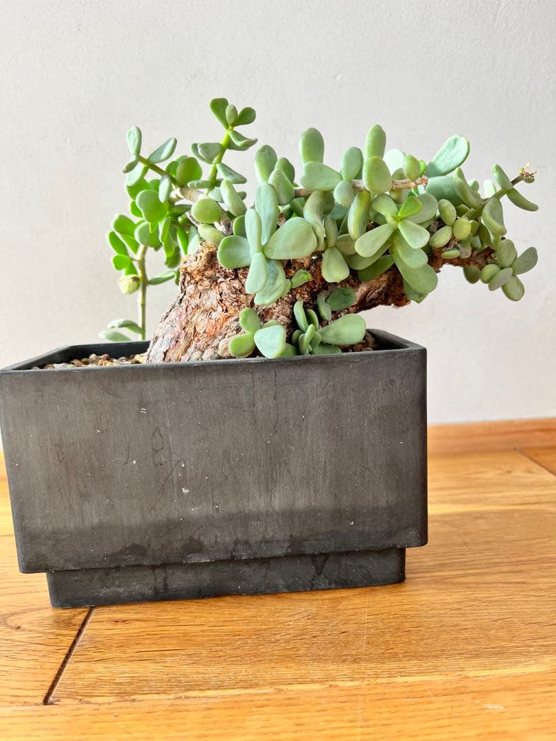 ケラリア　ピグマエア