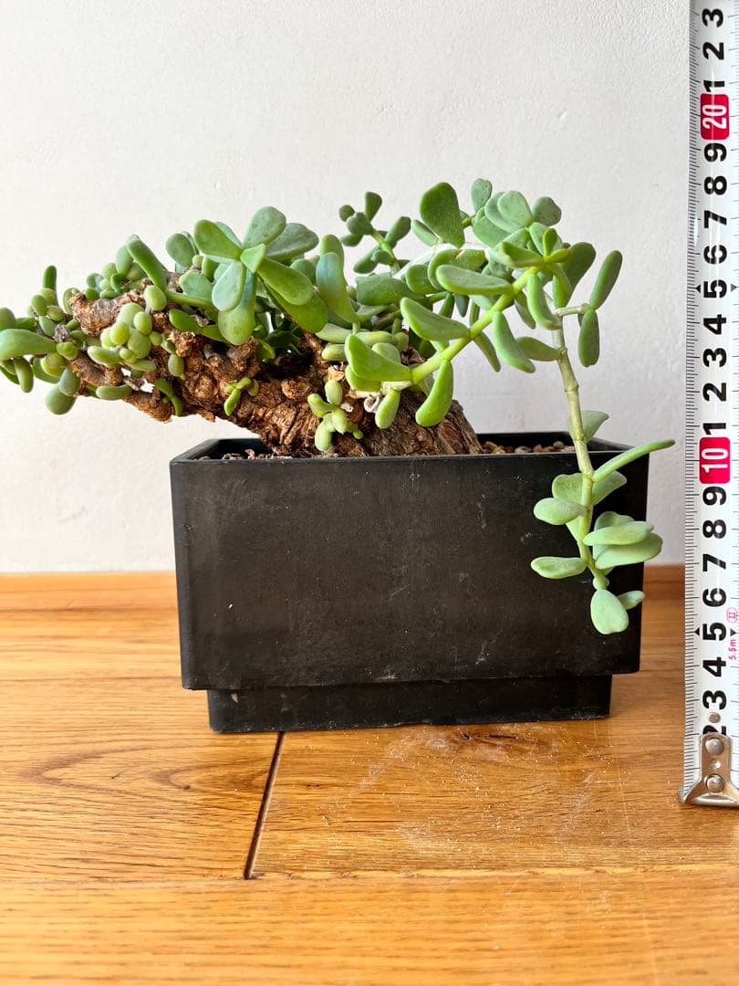 ケラリア　ピグマエア