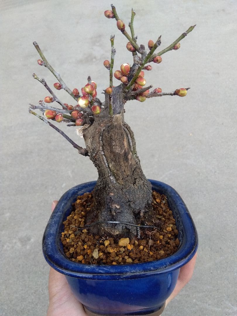 野梅　盆栽　4号陶器鉢つき　コンパクト造り込み個体❗　い