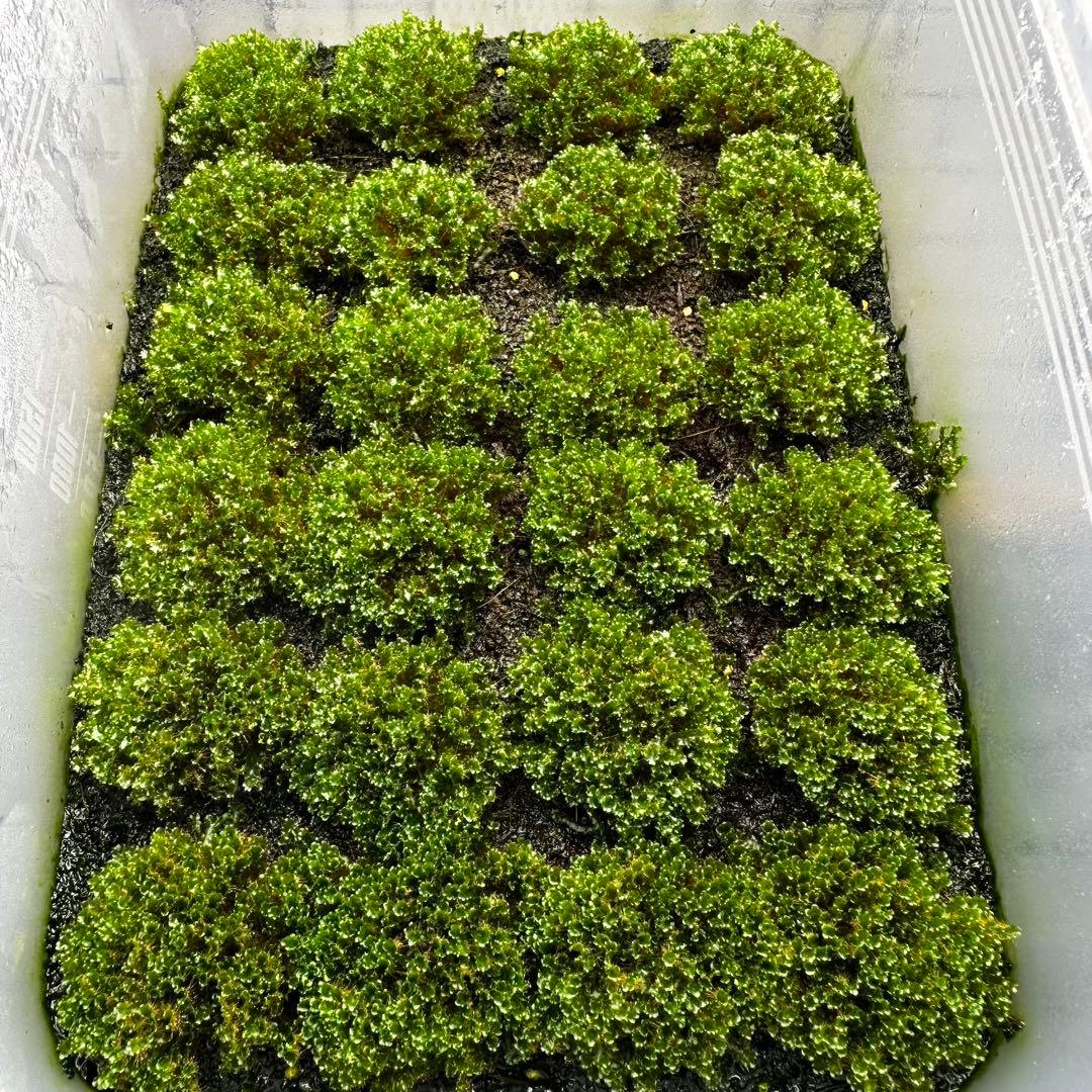 招き猫※他の方は購入しないで下さい。