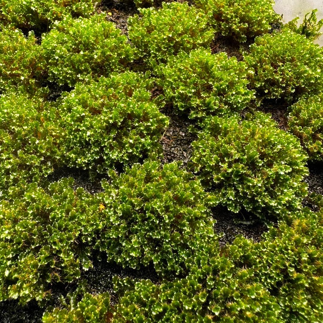 招き猫※他の方は購入しないで下さい。