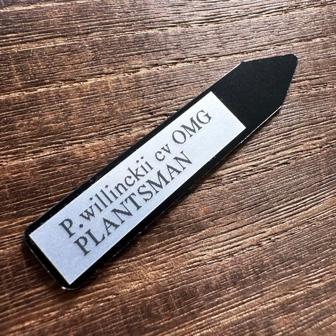 招き猫※他の方は購入しないで下さい。