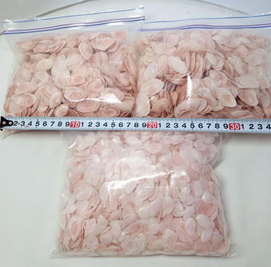 天然 桜貝 さくら貝 貝殻 中2 小1 計 約1kg+57インテリア パーツ