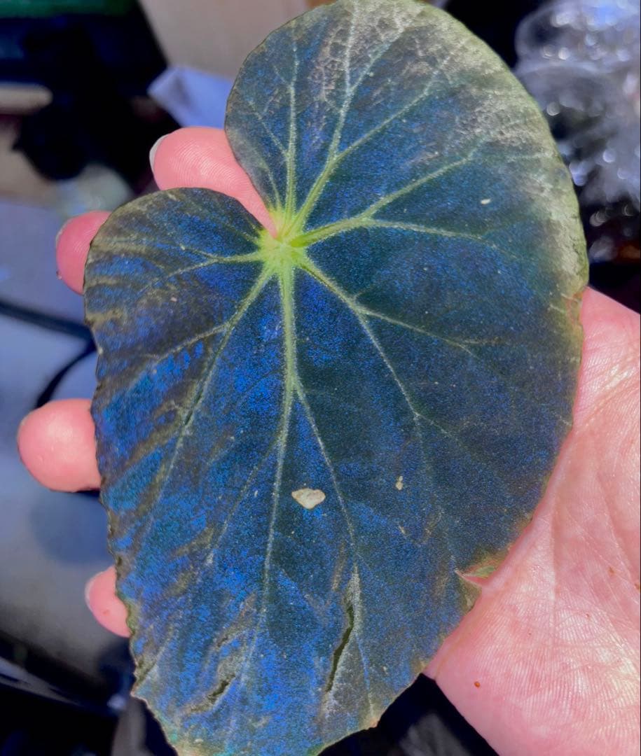 【専用】Begonia burkillii 'Dark Form' 他合計2点