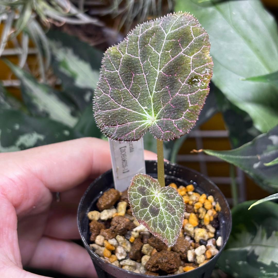 【専用】Begonia burkillii 'Dark Form' 他合計2点