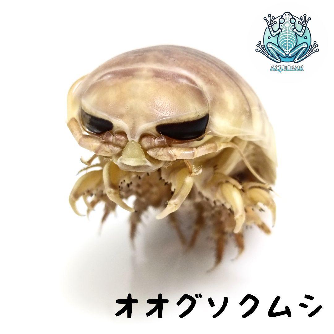 【1点物】乾燥・色彩保存標本 オオグソクムシ