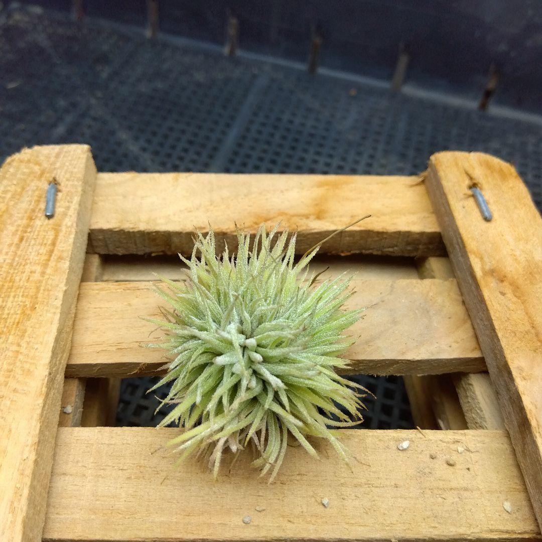 ブロメリア・エアープランツ Tillandsia ionantha 'monstrose'