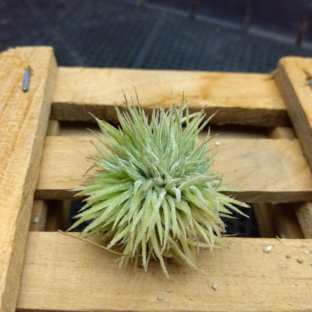 ブロメリア・エアープランツ Tillandsia ionantha 'monstrose'