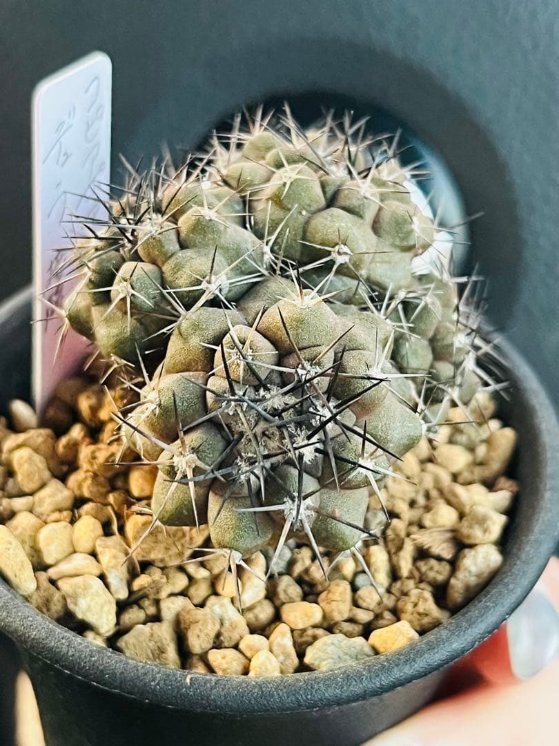 週末SALE✨現物①点限り✨超激レア✨黒棘　デュラ接降群生　コピアポア　抜き苗