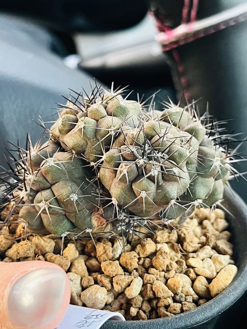 週末SALE✨現物①点限り✨超激レア✨黒棘　デュラ接降群生　コピアポア　抜き苗