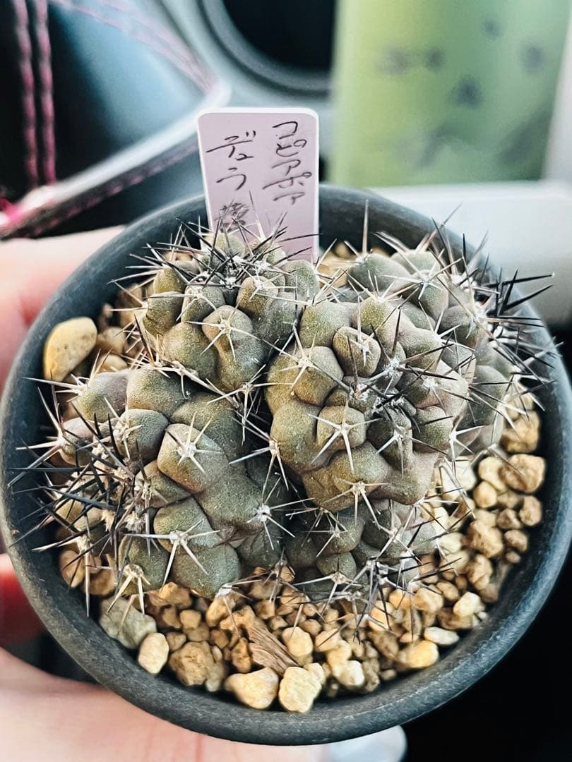 週末SALE✨現物①点限り✨超激レア✨黒棘　デュラ接降群生　コピアポア　抜き苗