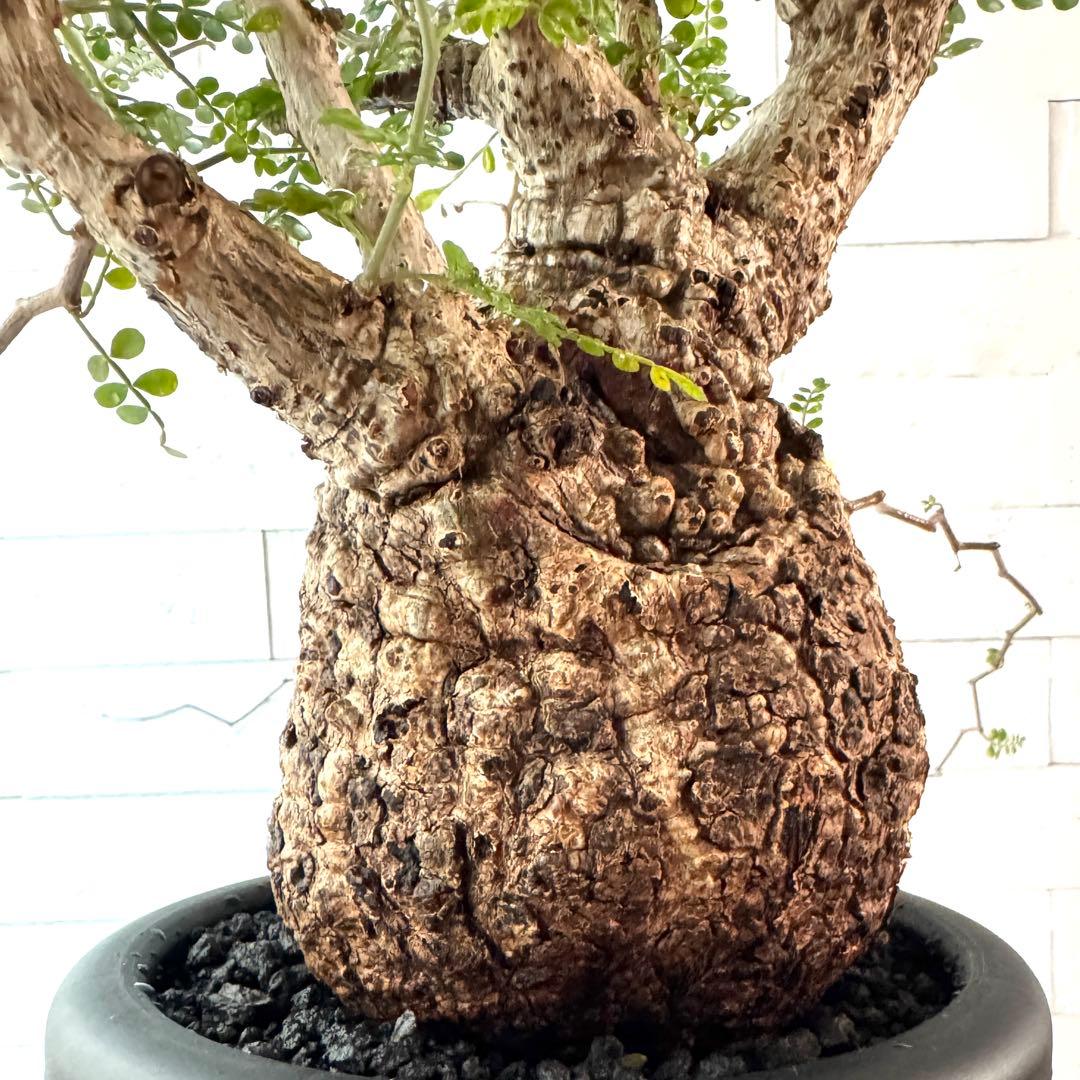 OP6 オペルクリカリア パキプス 発根済 現地球 ボコ肌 美形 ※鉢付き発送