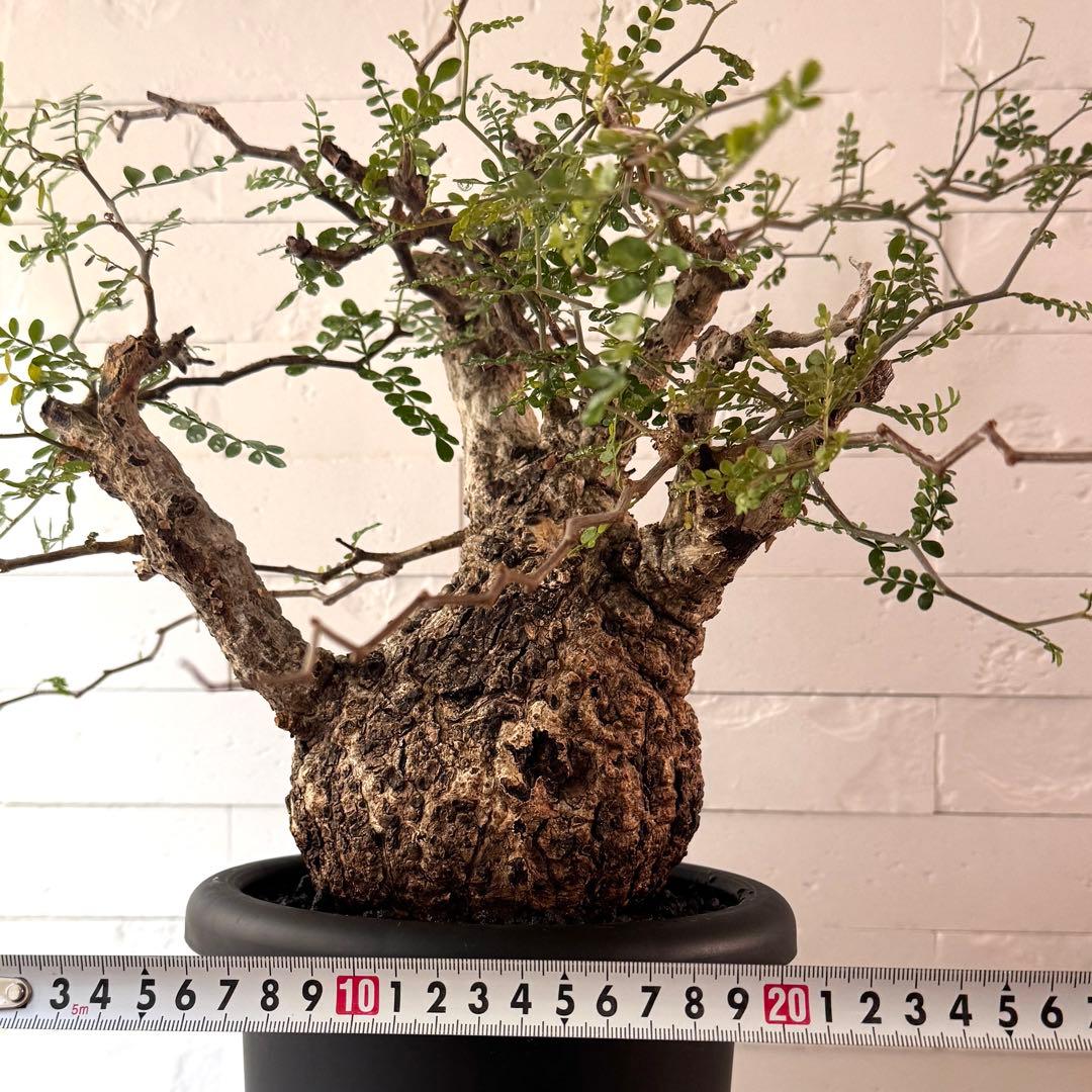 OP6 オペルクリカリア パキプス 発根済 現地球 ボコ肌 美形 ※鉢付き発送