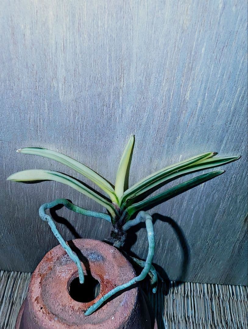 [年末大感謝祭東京土産編激安!!]富貴蘭　必見！!super白牡丹