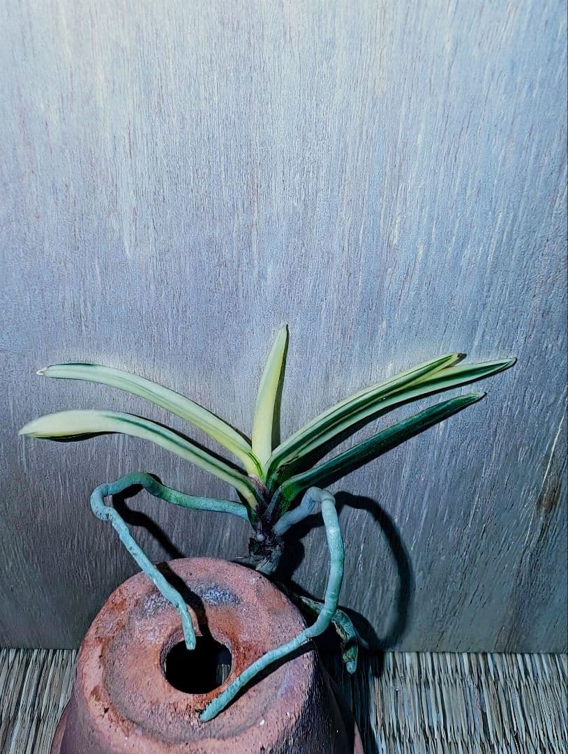 [年末大感謝祭東京土産編激安!!]富貴蘭　必見！!super白牡丹