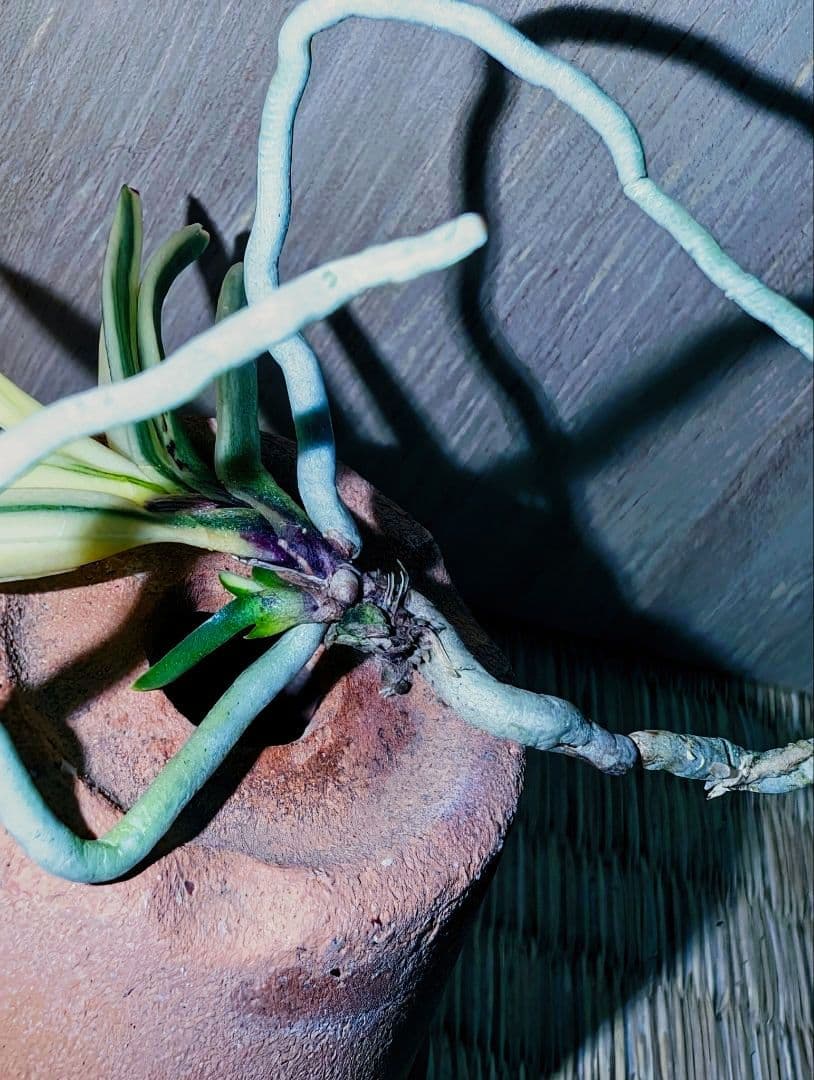 [年末大感謝祭東京土産編激安!!]富貴蘭　必見！!super白牡丹