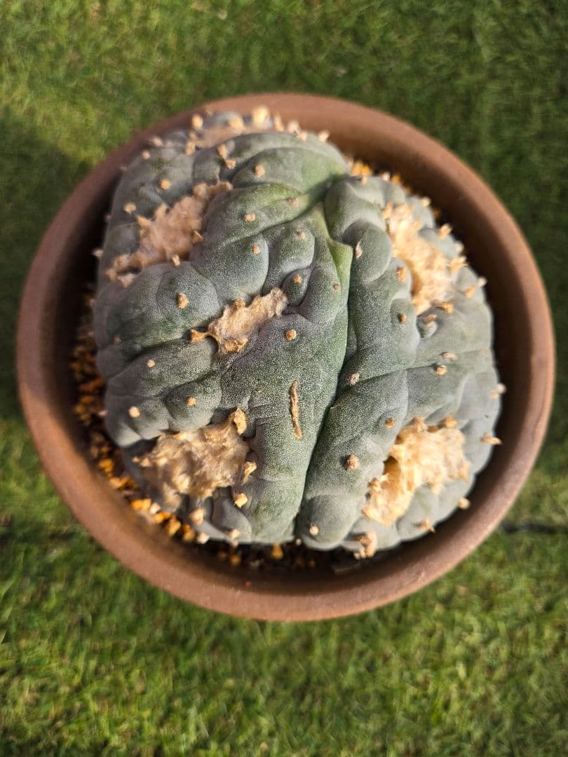 銀冠玉モンスト実生