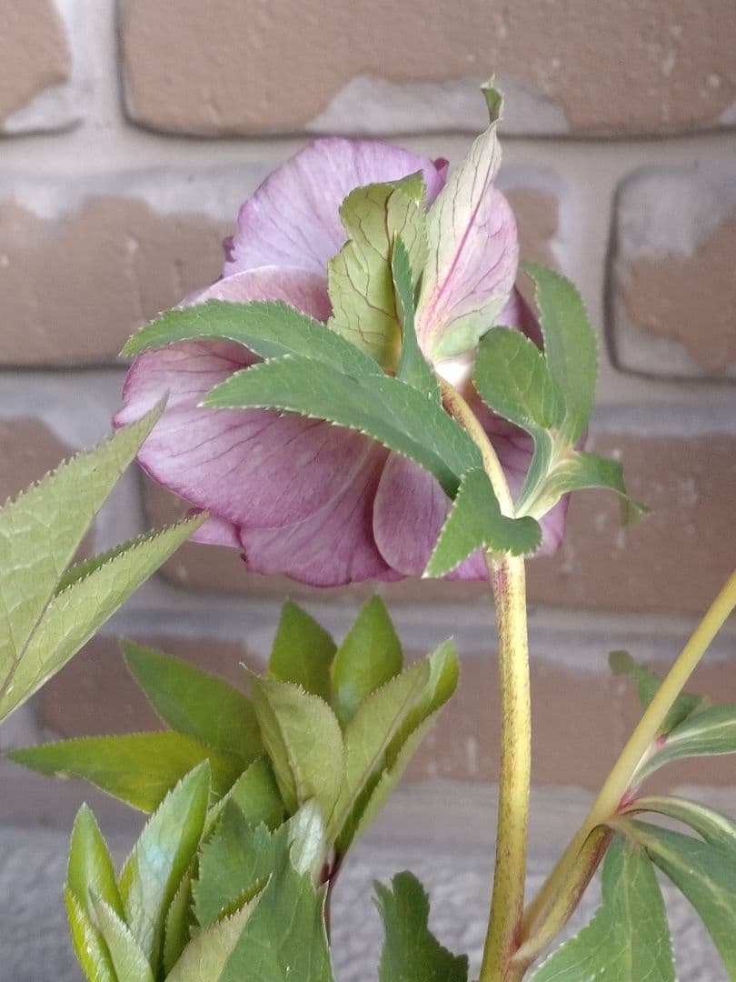 広瀬園芸✨ピンク✨ダブル♥クリスマスローズ