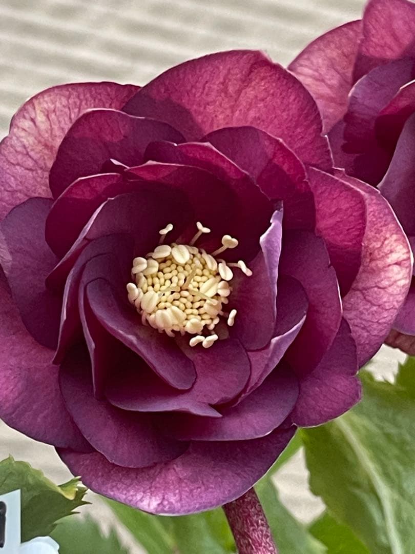 クリスマスローズ苗⭐️159 ダブル咲 フレグランス