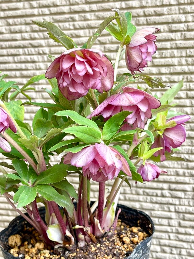 クリスマスローズ苗⭐️159 ダブル咲 フレグランス