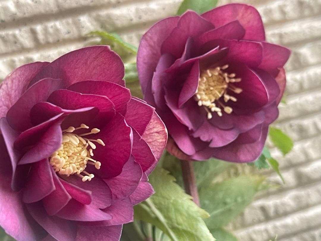 クリスマスローズ苗⭐️159 ダブル咲 フレグランス