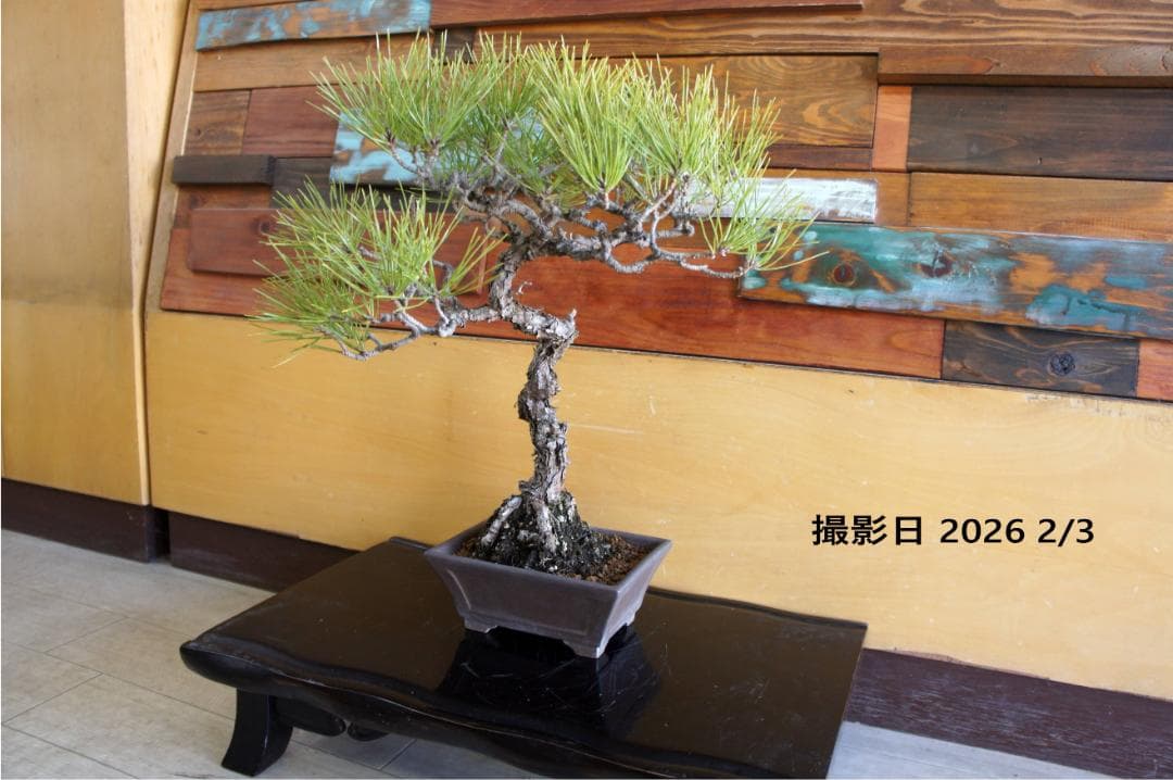 盆栽 『赤松』 インテリア 観葉植物 園芸 ガーデニング 送料無料 b200