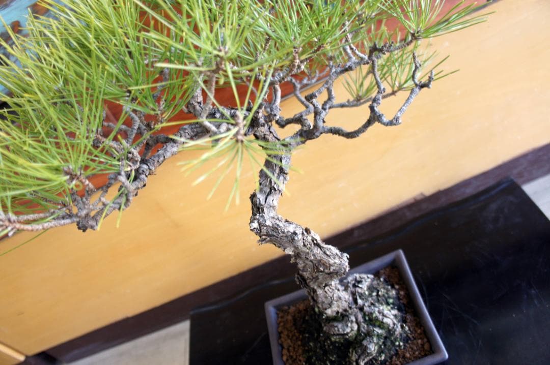 盆栽 『赤松』 インテリア 観葉植物 園芸 ガーデニング 送料無料 b200