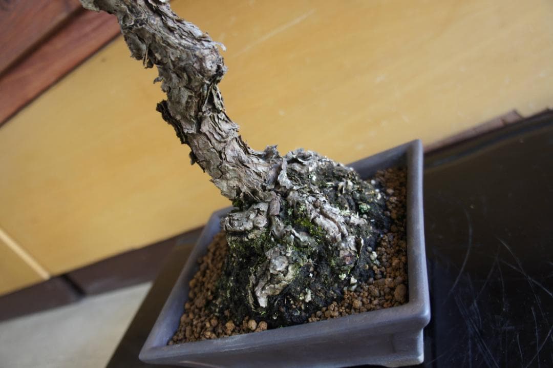 盆栽 『赤松』 インテリア 観葉植物 園芸 ガーデニング 送料無料 b200