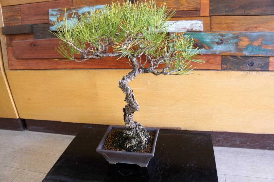 盆栽 『赤松』 インテリア 観葉植物 園芸 ガーデニング 送料無料 b200