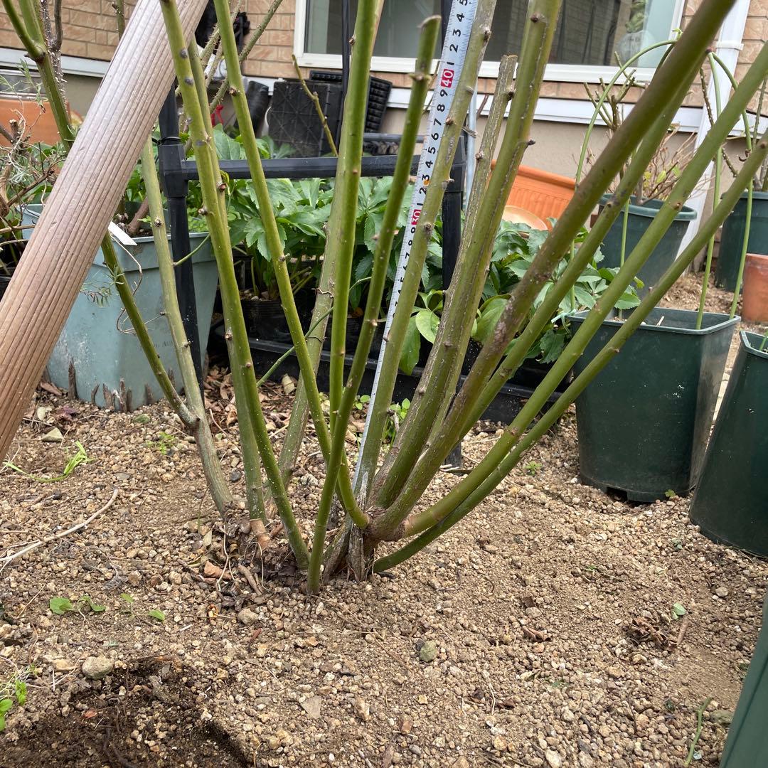 【ピューレッツァ】　苗　バラ