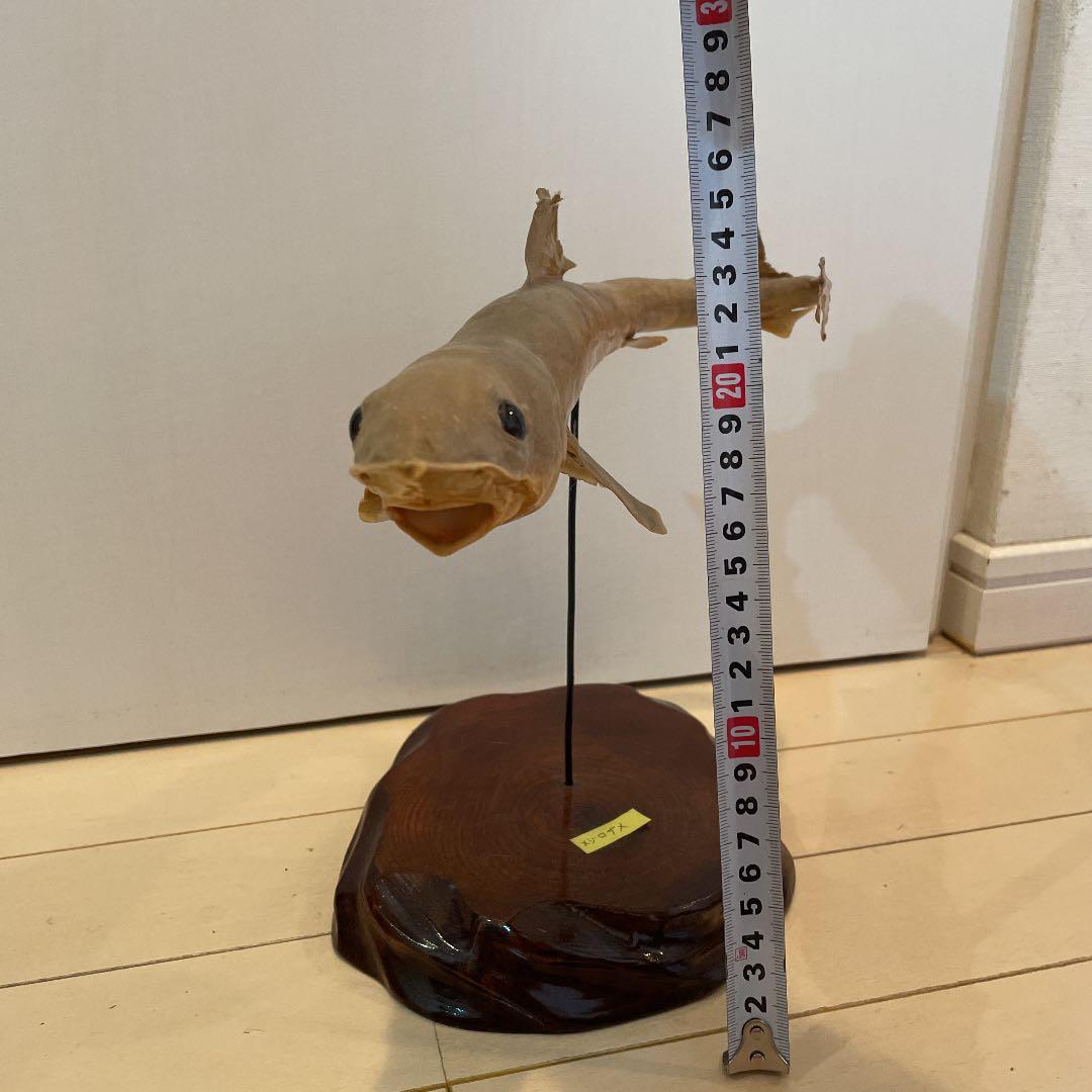 ★希少★ サメ(メジロザメ)の剥製