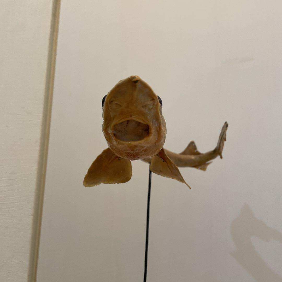 ★希少★ サメ(メジロザメ)の剥製