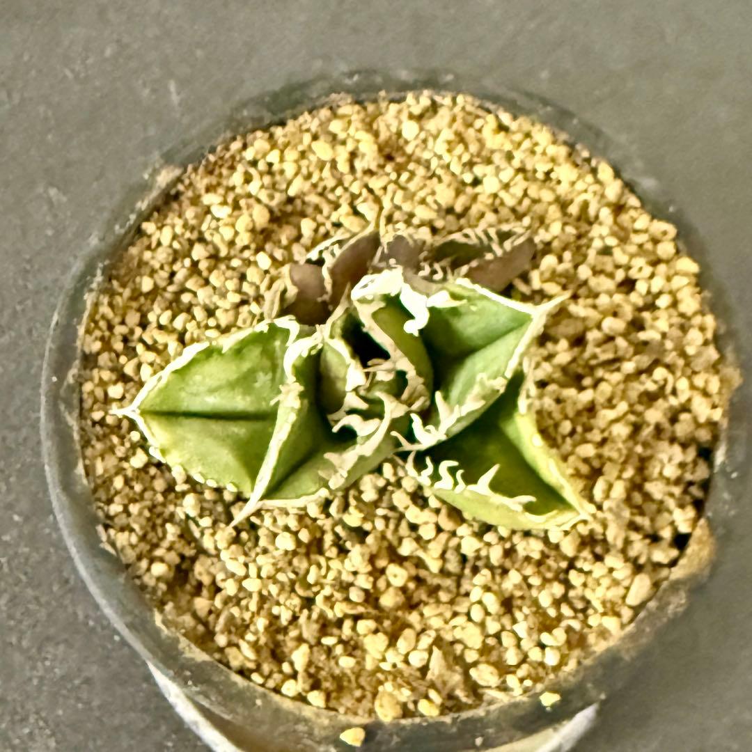 アガベ　チタノタ　追星　COK CG-01 ブツブツ ※セット