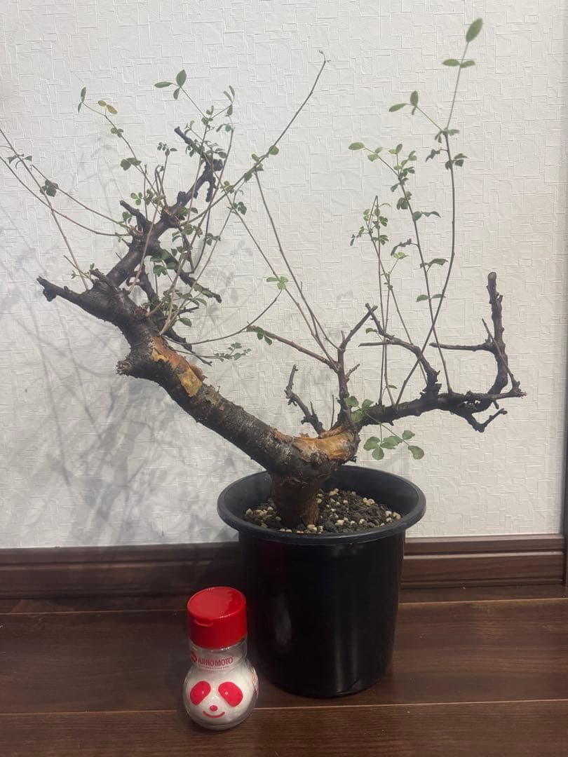 コミフォラ　ボラネンシス