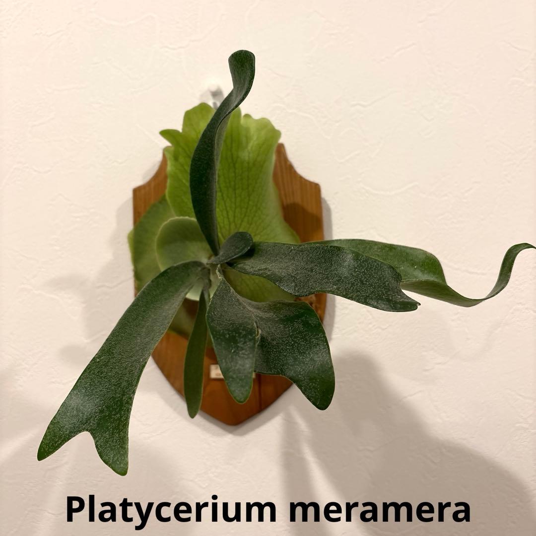 ビカクシダ　メラメラ