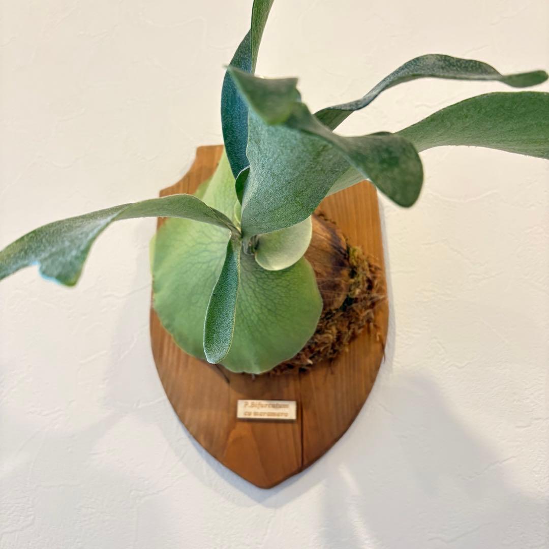 ビカクシダ　メラメラ