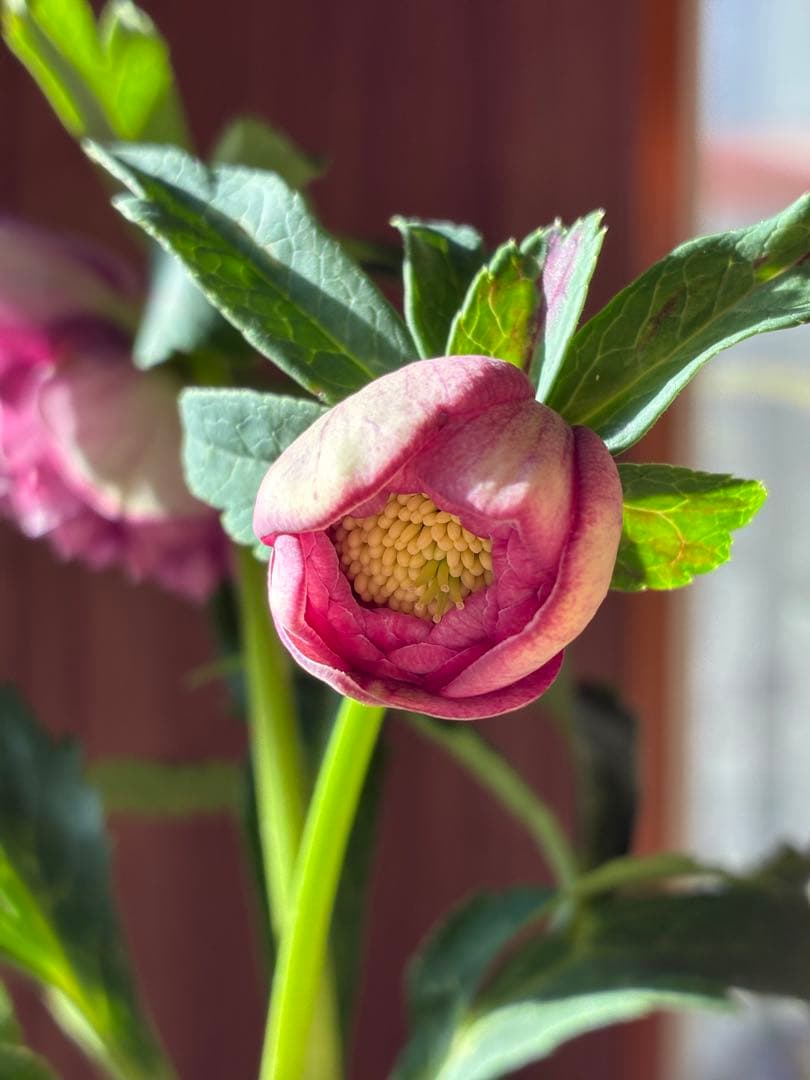♡広瀬園芸♡ 充実株　小顔多弁ピンクグラデーション　ソレイユ系