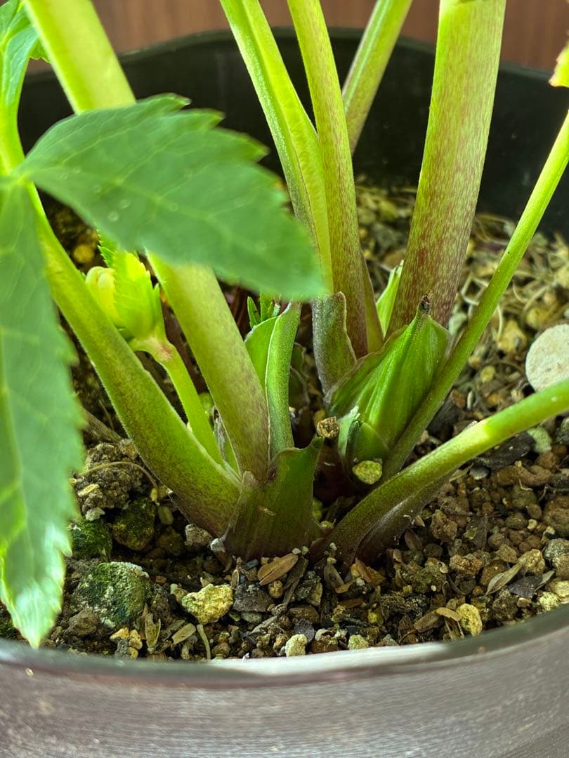 ♡広瀬園芸♡ 充実株　小顔多弁ピンクグラデーション　ソレイユ系