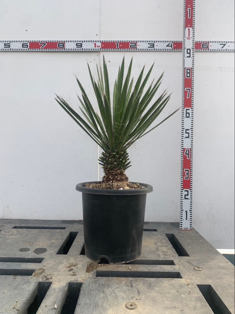 ユッカ　フィリフェラ