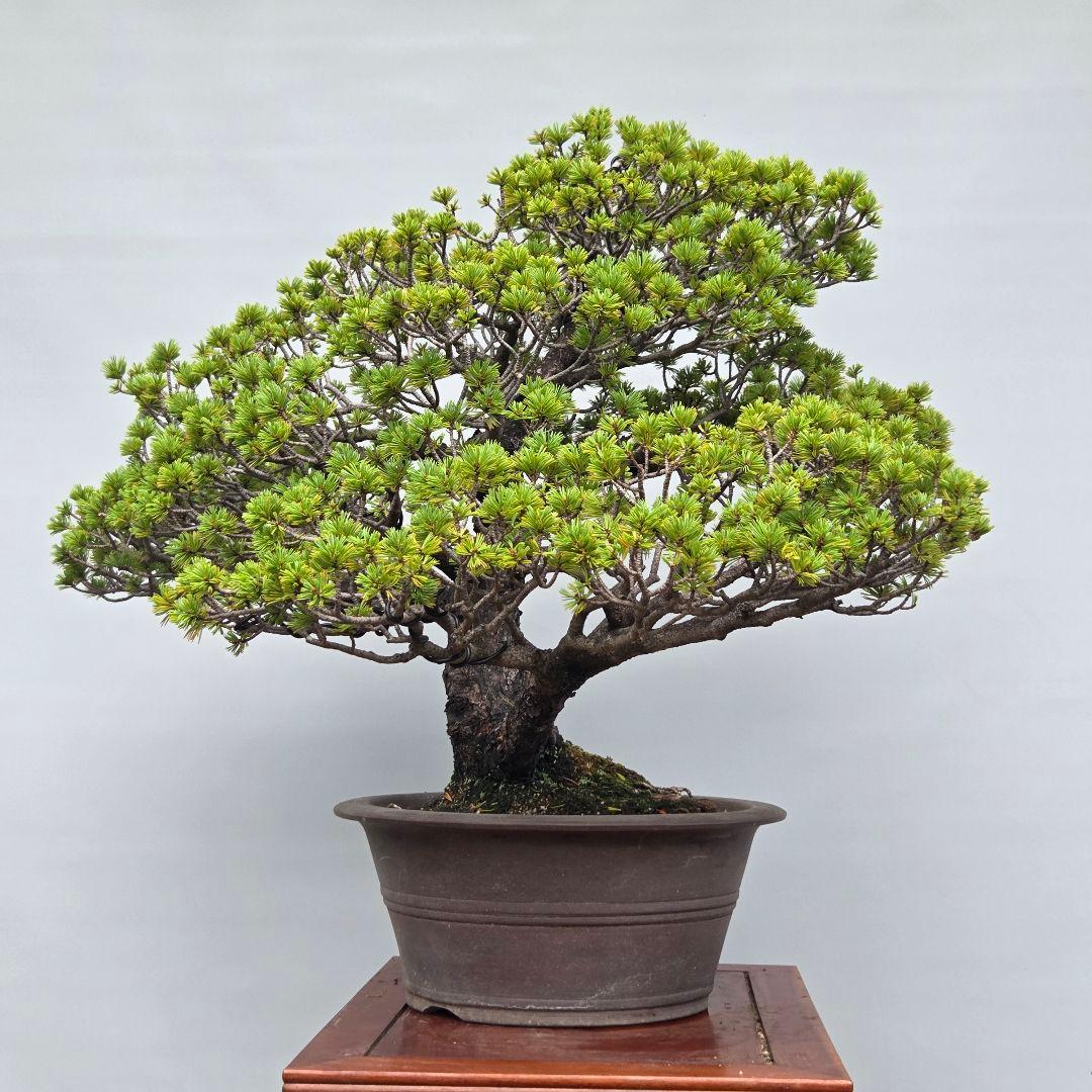 瑞祥　五葉松　(模様木)　大品盆栽