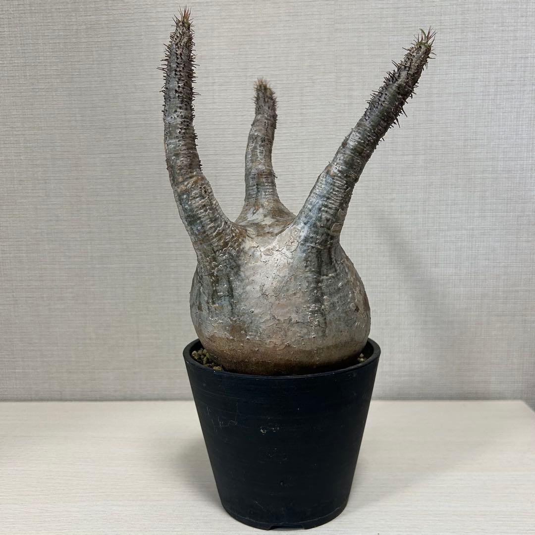 パキポディウム・グラキリス⑧発根済み　現地球