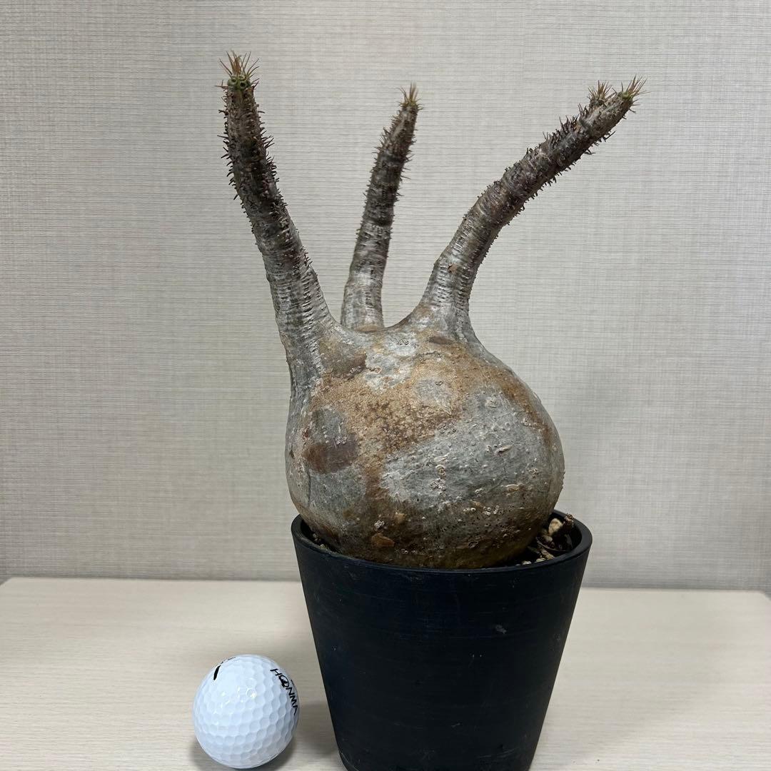 パキポディウム・グラキリス⑧発根済み　現地球