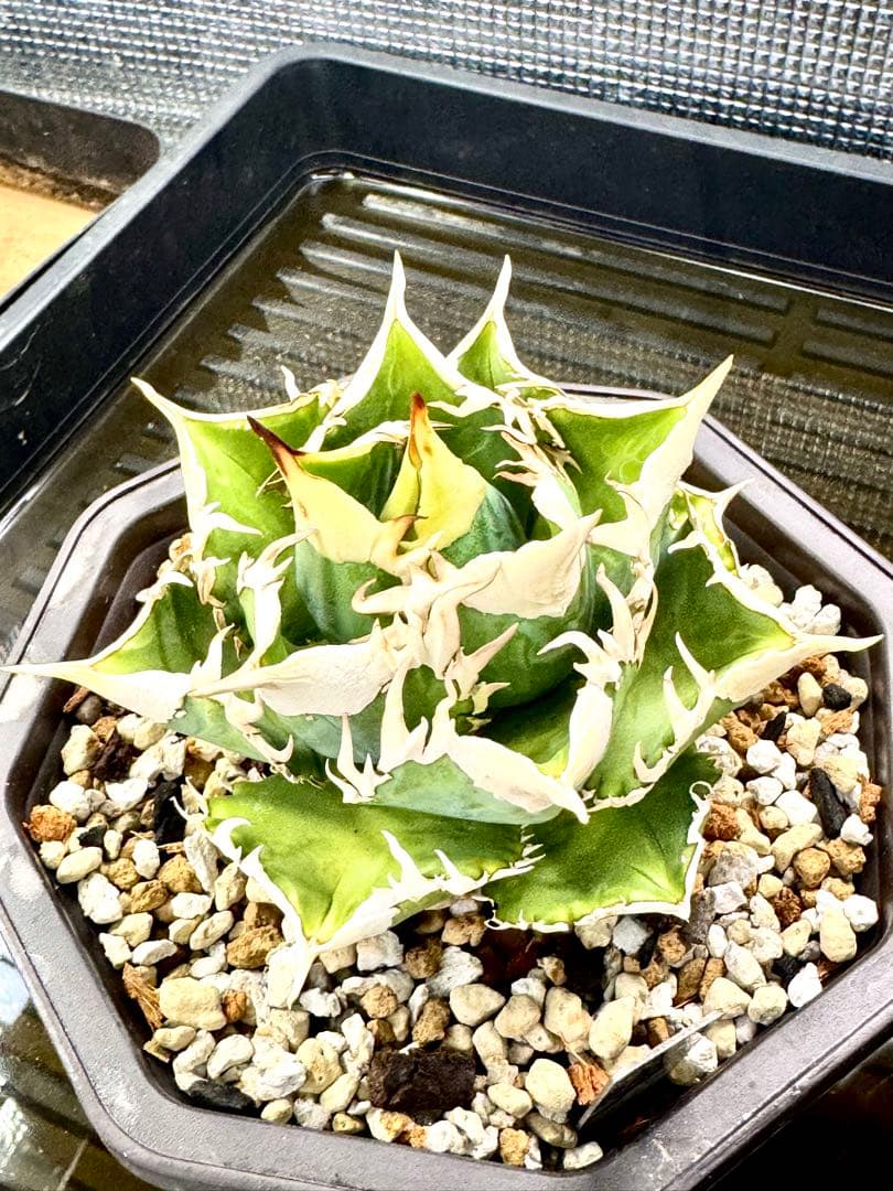 アガベ　CJ Special（ホオジロタイプ）