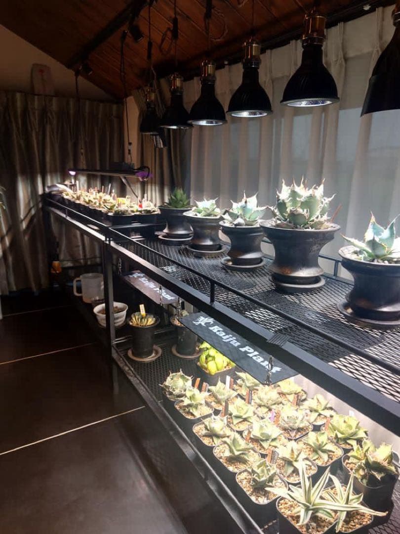 ☆送料込み☆アイアン植物棚　即購入OK ボタニカルシェルフ　アガベ　塊根　什器