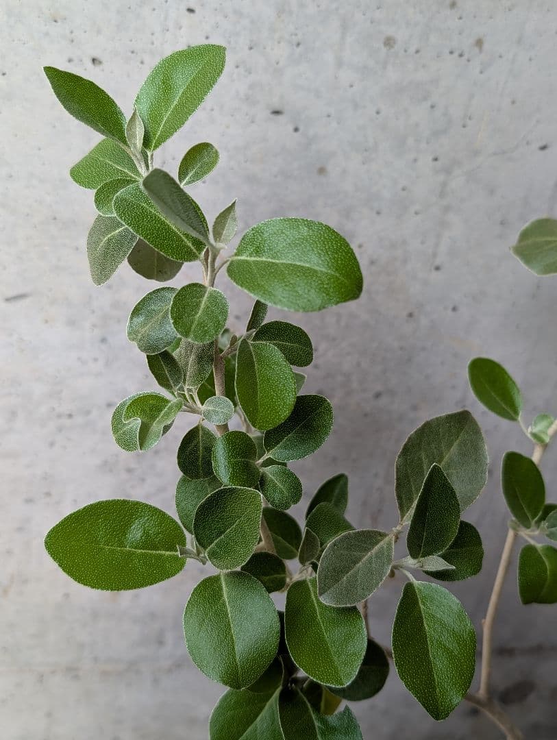 ✥ シマグミ 挿し穂 ✥