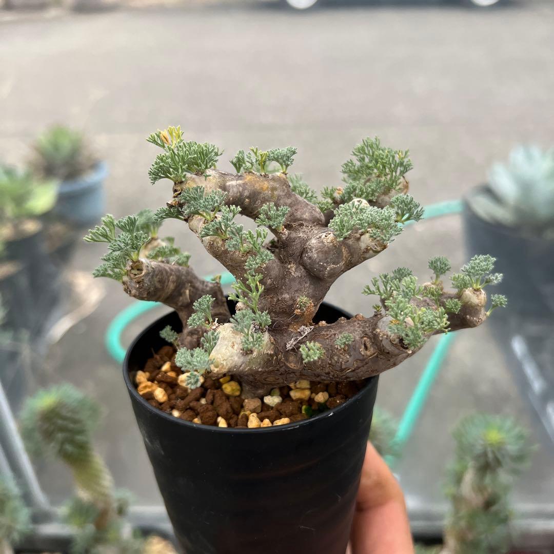 モンソニア　ムルチフィダ