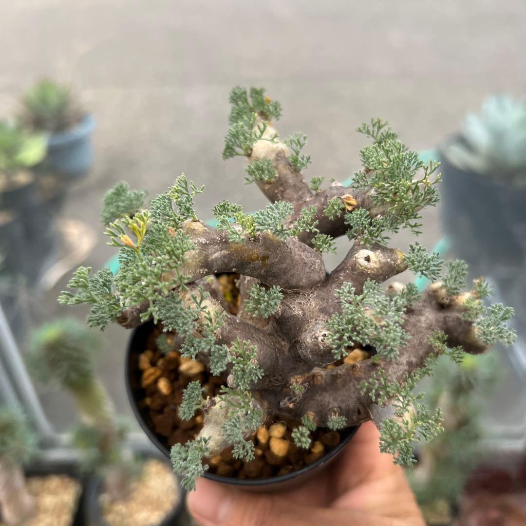 モンソニア　ムルチフィダ