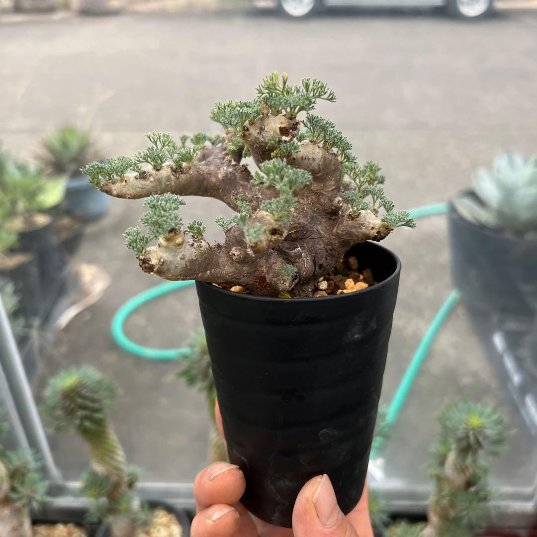 モンソニア　ムルチフィダ